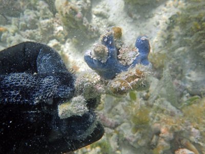 aP6240050 small blue sponge.jpg