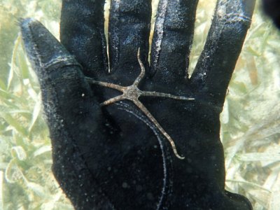 aP6240077 small sea star.jpg