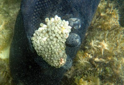 aP6240087 green zoas.jpg