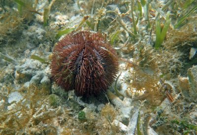 aP6240090 red urchin.jpg