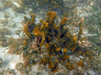 aP6240127 big sponge.jpg