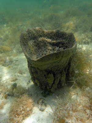 aP6250202 vase sponge.jpg