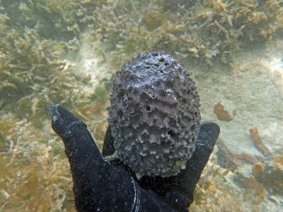 aP6240159 odd sponge.jpg