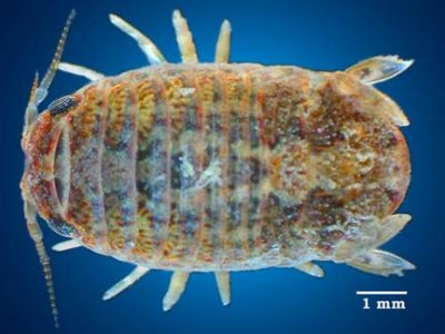 sphaeromatid isopod 64688B dorsal copy.jpeg