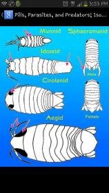 isopod id.jpg