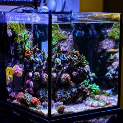 Big or Small? Picking Out Your First Reef Tank