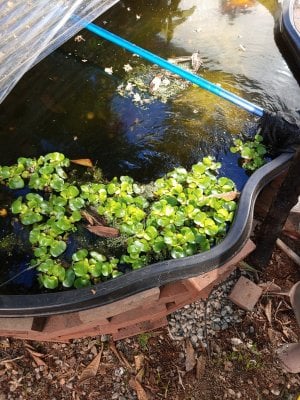 fresh water shrimp breeding pond.jpg