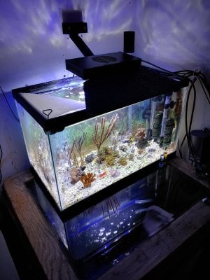 Different Tank Build...New Reef Light...Day 44.jpg