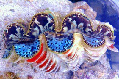 Guide to Buying & Keeping Maxima Clams