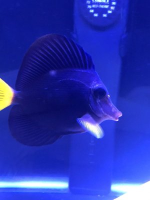 Purple Tang (right side).jpg