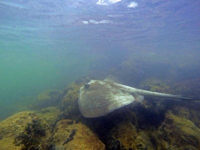 southern stingray.jpg