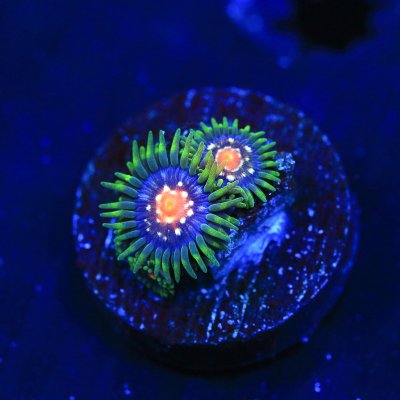 JF Daisy Cutter Zoas.jpg