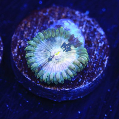 TSA Arctic Ice Zoa.jpg