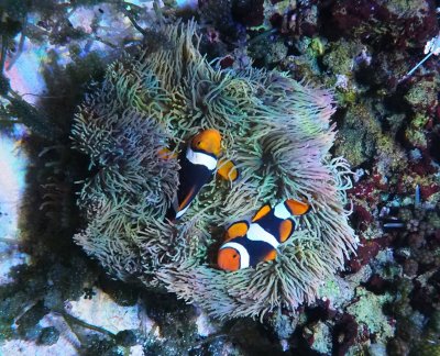 Zooxanthellae Transplant for Bleached Anemones