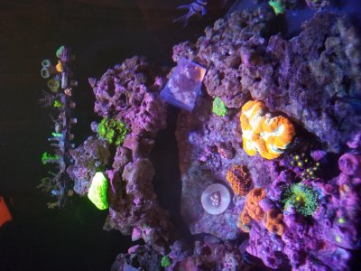 wb corals added.jpg