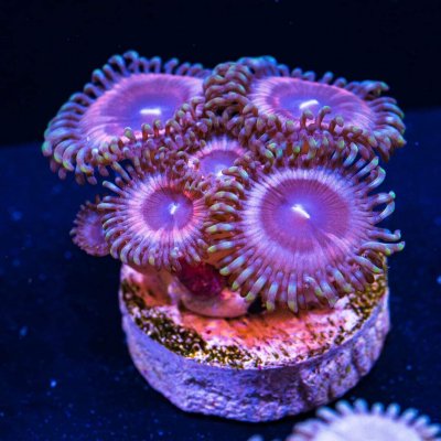 WWC Poochster Zoanthids.jpg