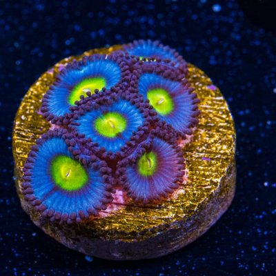 WWC AOI Zoanthids.jpg