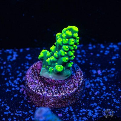 WWC Banana Peel Acropora.jpg