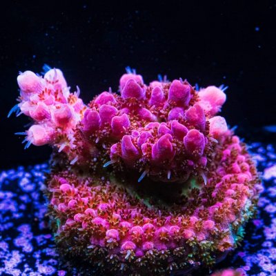 WWC Heartbreaker Acropora.jpg