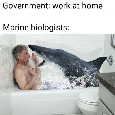 shark.jpg