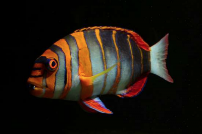 The Harlequin Tuskfish – All Dressed Up, but Anywhere to Go?