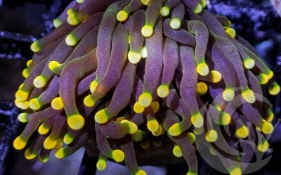 purple torch yellow tips.jpg