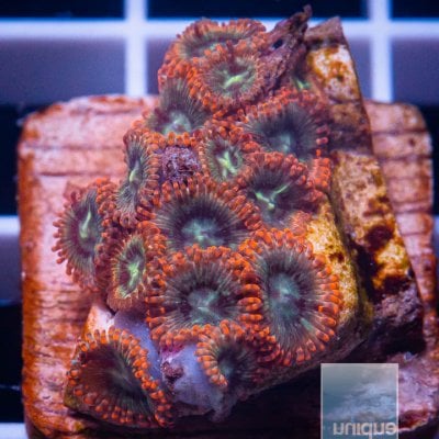 u zoas 48.jpg