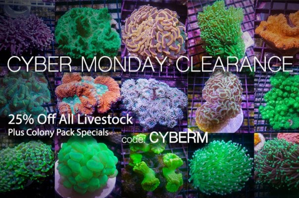 CyberM-monday-25off.jpg