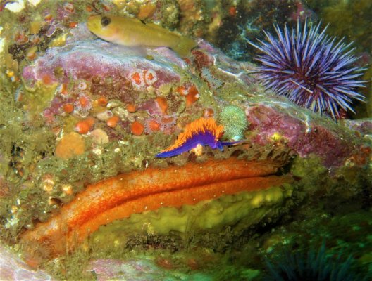 2-13-04 Spanish Shawl_Blackeye Goby_Giant Rock Scallop_Purple Sea Urchin.jpg