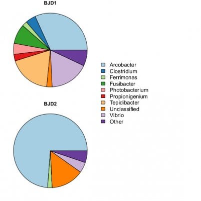 Experimenting with in-tank antibiotic treatments for Brown Jelly Disease