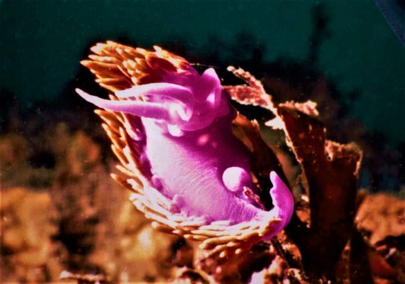 Spanish Shawl Nudibranch.JPG