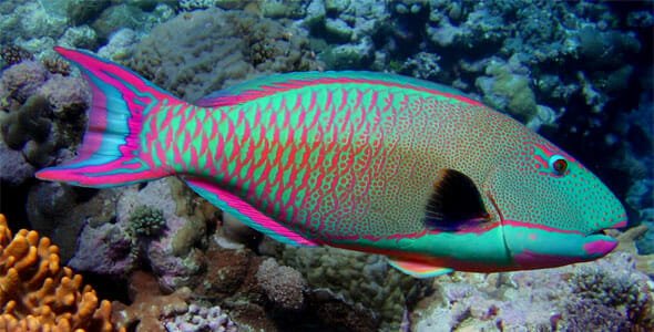 parrotfish.jpg