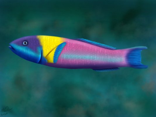 matt-fossen-rainbow-wrasse.jpg