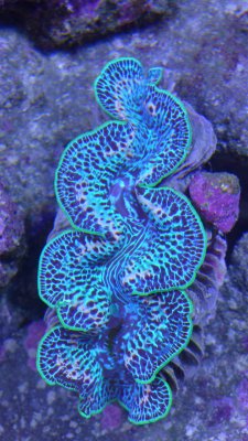 My Ultra Blue Maxima Clam (top view).JPG