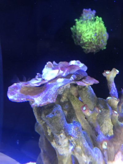 Montipora.JPG