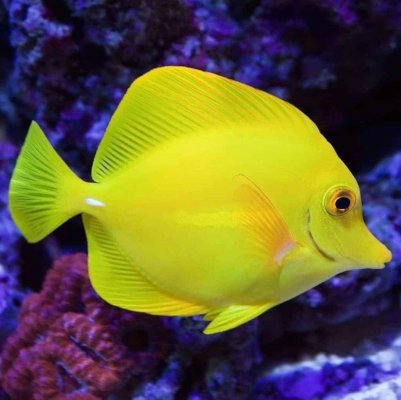 Are Zebrasoma Tangs Right for Your Tank?