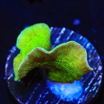 2-6-21coral17.jpg