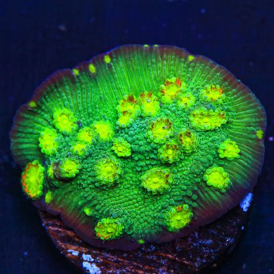 2-6-21coral21.jpg