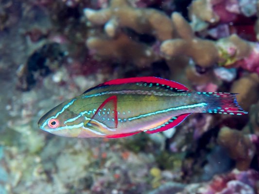 exquisite-wrasse.jpg