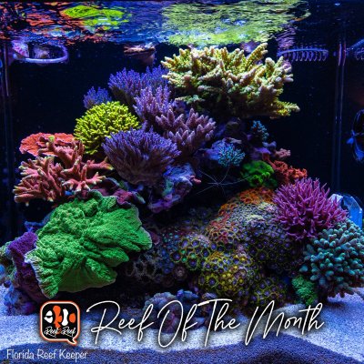 REEF OF THE MONTH - March 2021: Florida_Reef_Keeper Brandon McHenry's Amazing AIO SPS Reef!