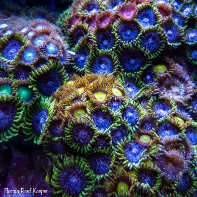 zoas.JPG