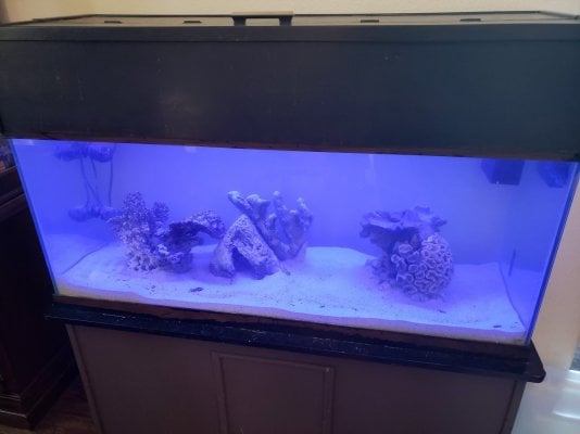 75 gallon tank.jpg