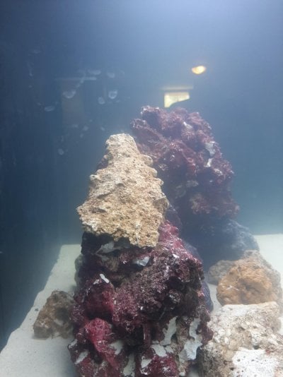 Reef tank aquascape 3 side 2.jpg