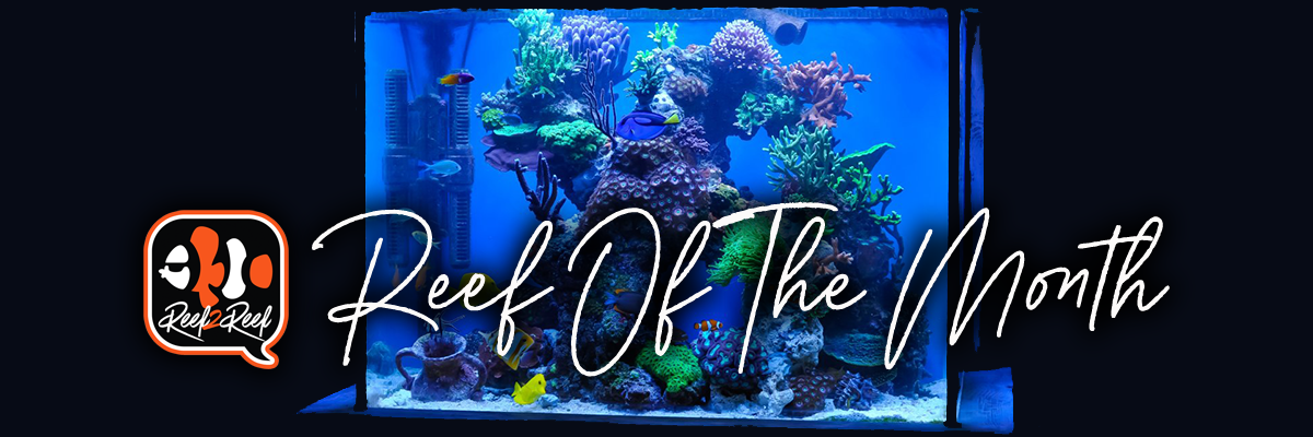 Reef of the month header.png