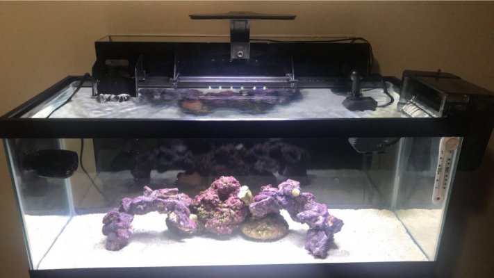 20 gallon Tank.jpg