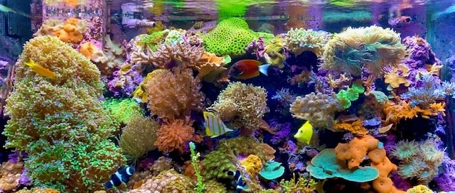 04-14-21 reef.jpg