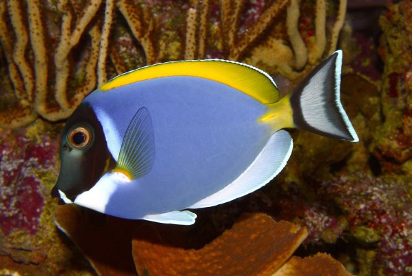 Acanthurus_leucosternon_01.JPG