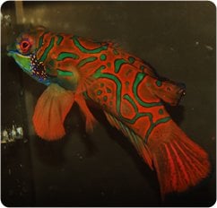 Red Mandarin Dragonet, Synchiropus splendidus cf_ps.jpg