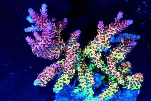 PC-RainbowTeaser-Acropora-Colony-Blue-Light (1).jpg