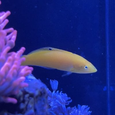 yellow_wrasse.jpg